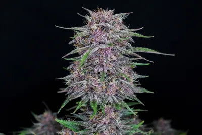 Banana Purple Punch Auto Cannabissamen 3 Stück