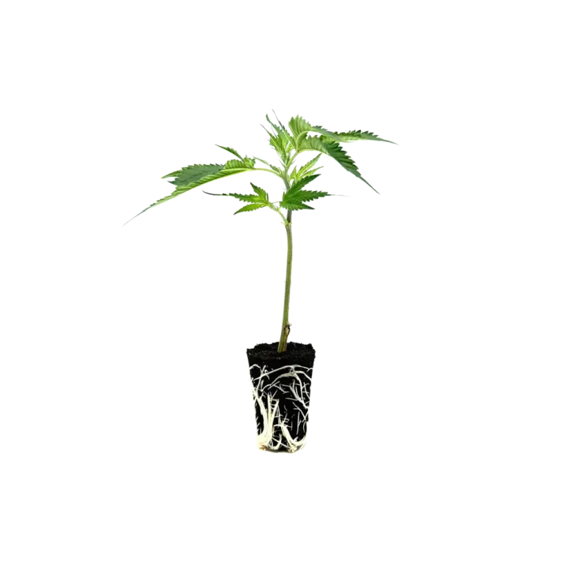 THC-Stecklinge - Cake & Punch