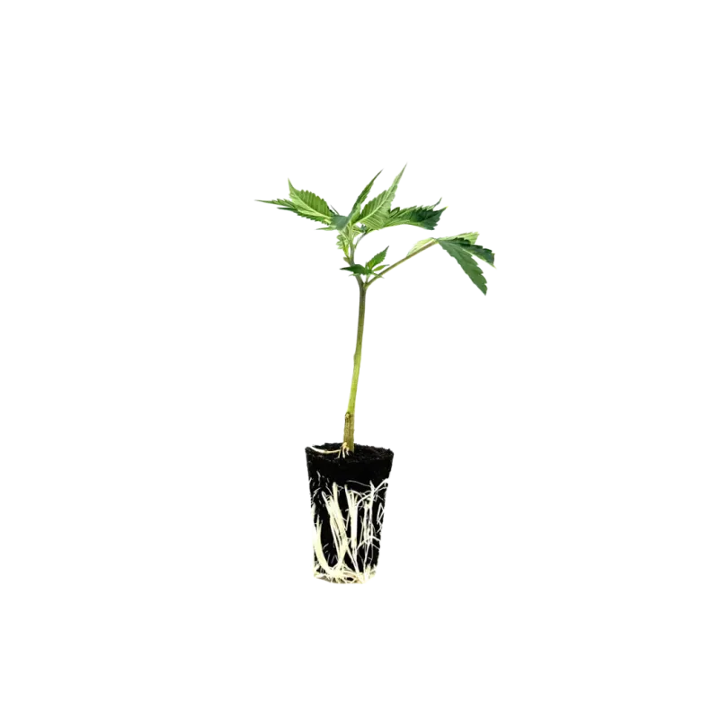 THC-Stecklinge - Critical+ 2.0