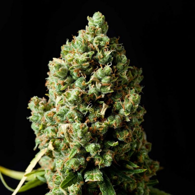 Jack Herer Auto Cannabissamen 3 Stück