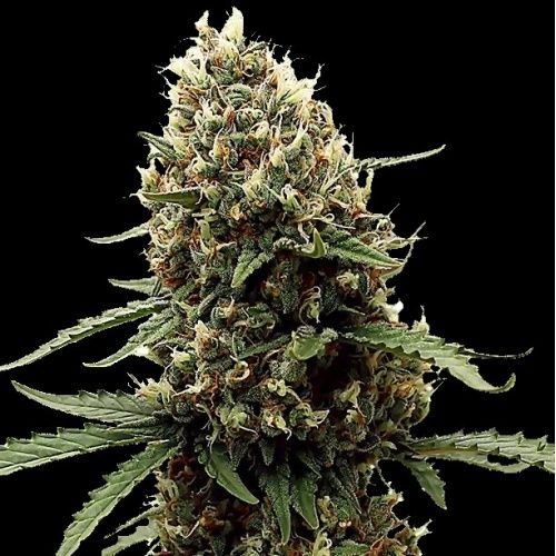Runtz Auto Cannabissamen 3 Stück