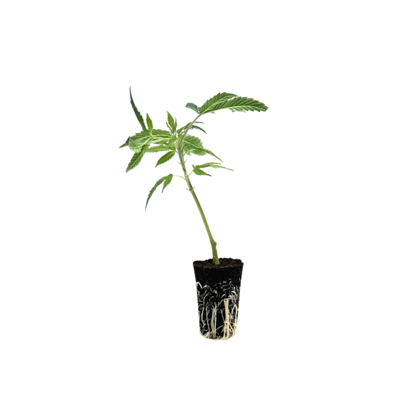 THC-Stecklinge - OG Kush