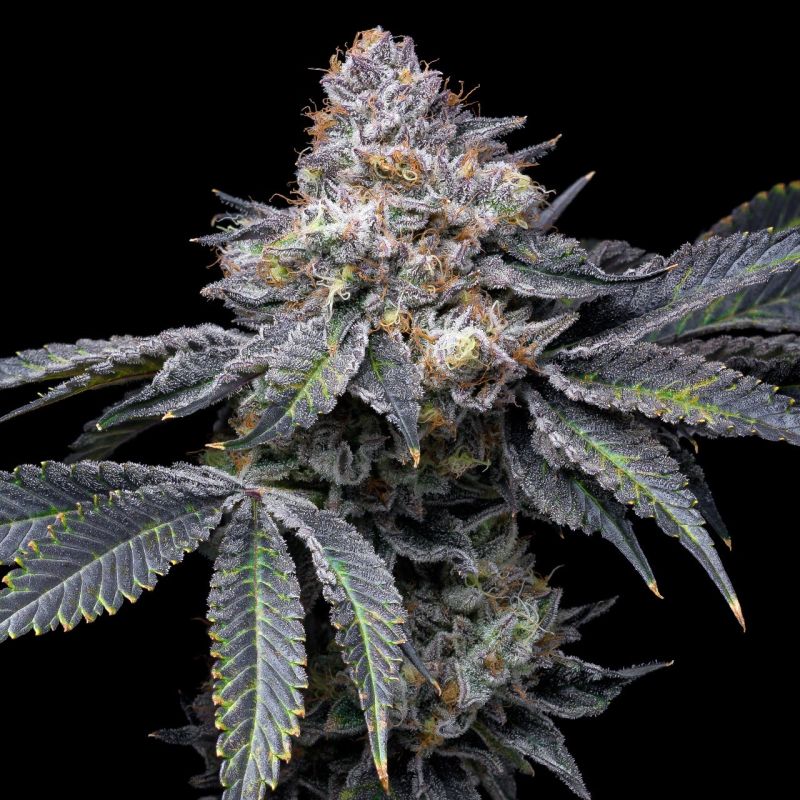 Permanent Marker Feminisiert Cannabissamen 3 Stück