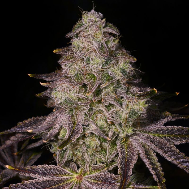 Rainbow Sherbet 11 Feminisiert Cannabissamen 3 Stück
