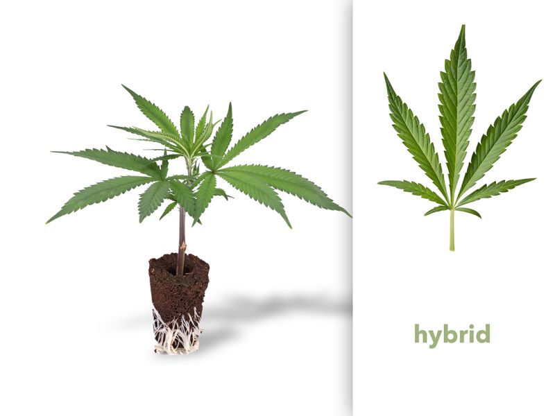 THC-Stecklinge - Chronic