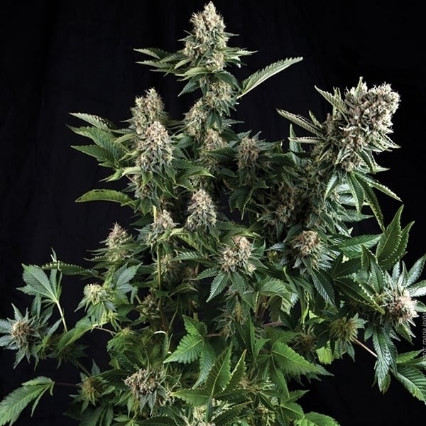 White Widow Auto Cannabissamen 3 Stück