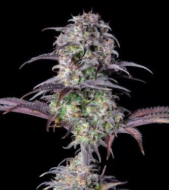 Blueberry Auto Cannabissamen 3 Stück