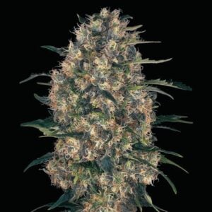 Devil Jack XL Auto Cannabissamen 3 Stück