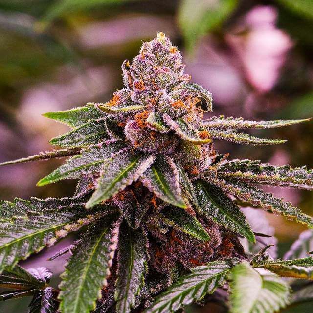 Girl Scout Cookies Auto Cannabissamen 3 Stück