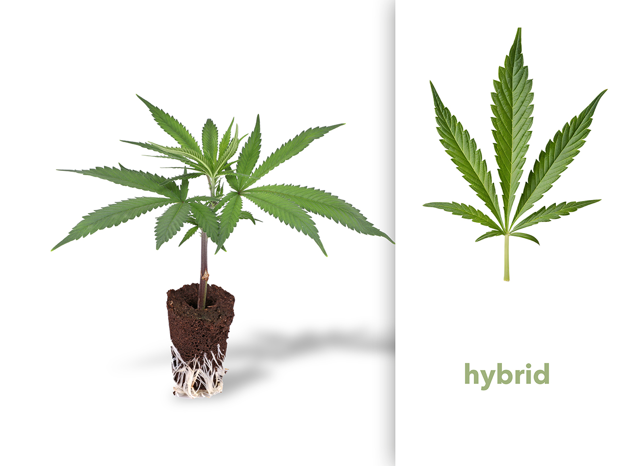 THC-Steckling - Bruce Banner