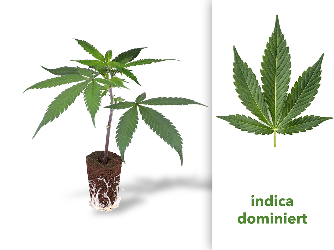 THC-Steckling - Big Bud